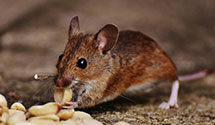 24 Hour & Emergency Exterminators in Internal Revenue, TN